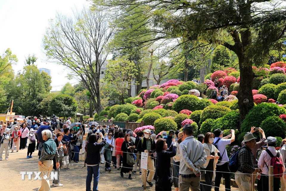 Du khách xếp hàng dài để lên đồi hoa đỗ quyên. (Ảnh: Xuân Giao/TTXVN)