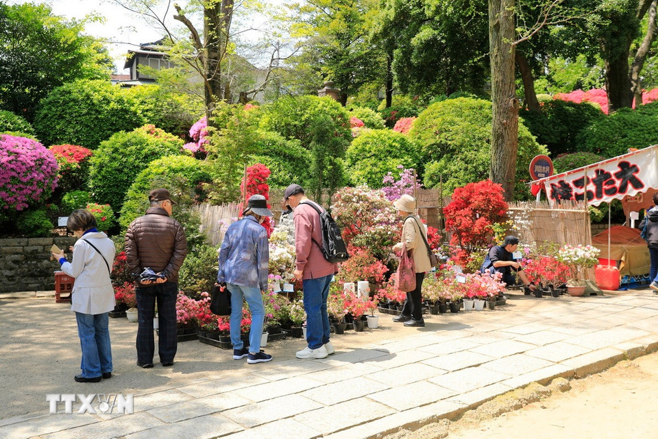 Hoa đỗ quyên giống được bán cho du khách tại đền Nezu. (Ảnh: Xuân Giao/TTXVN)