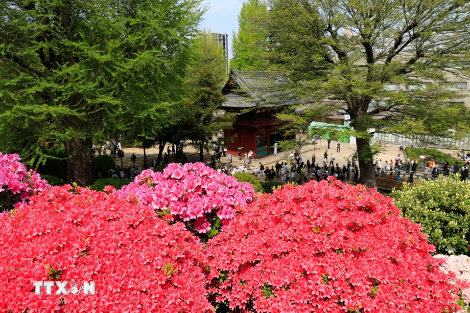 Đền Nezu nhìn từ đỉnh đồi hoa đỗ quyên. (Ảnh: Xuân Giao/TTXVN)