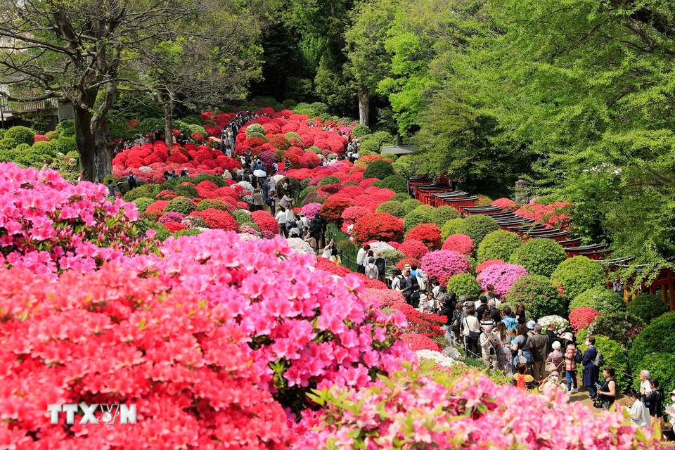 Sau mùa hoa anh đào, lễ hội hoa đỗ quyên cũng được người dân và du khách mong đợi. (Ảnh: Xuân Giao/TTXVN)