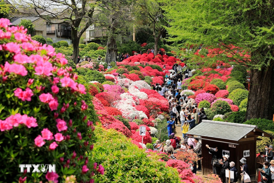 Đồi hoa đỗ quyên rực rỡ tại Đền Nezu. (Ảnh: Xuân Giao /TTXVN)