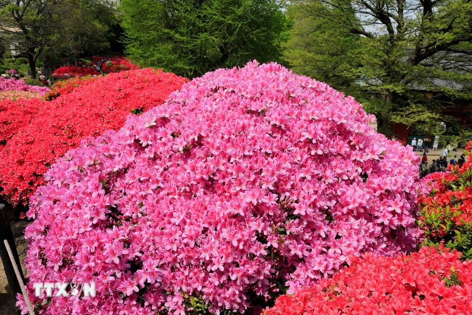 Đỗ quyên tím và hồng tượng trưng cho sự vui vẻ, thoải mái. (Ảnh: Xuân Giao/TTXVN)