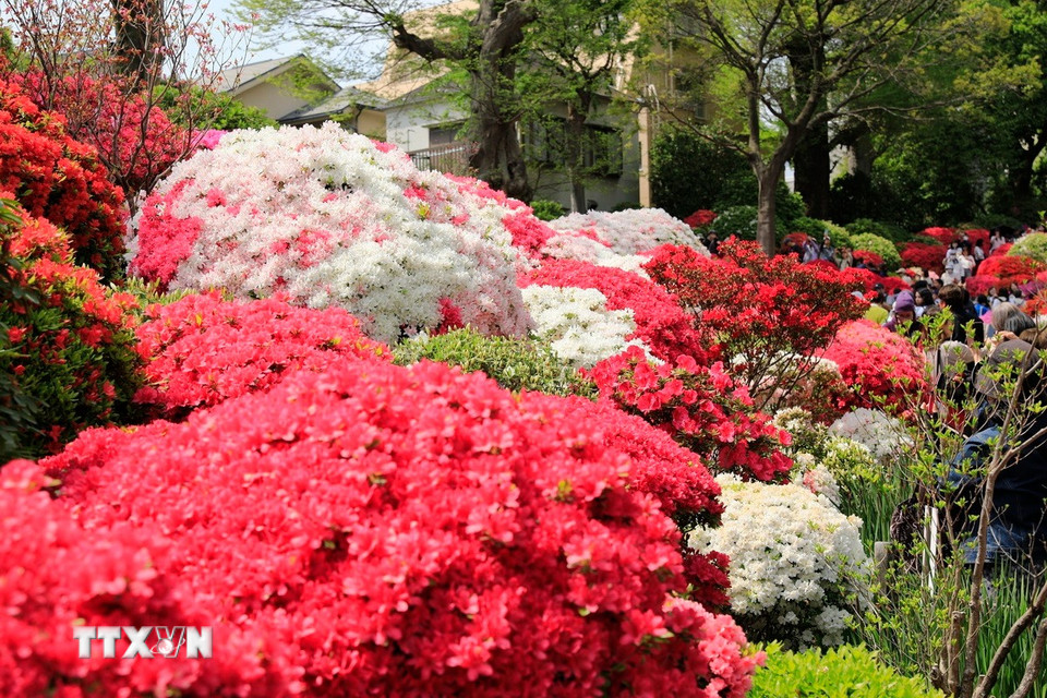 Cây đỗ quyên còn được sử dụng để làm thuốc với nhiều công dụng. (Ảnh: Xuân Giao /TTXVN)