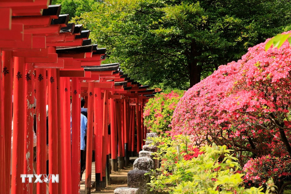 Hoa đỗ quyên khoe sắc bên cạnh dãy cổng Torii tại đền Nezu. (Ảnh: Xuân Giao/TTXVN)