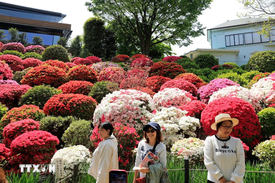 Du khách chụp ảnh bên đồi hoa đỗ quyên rực rỡ. (Ảnh: Xuân Giao/TTXVN)