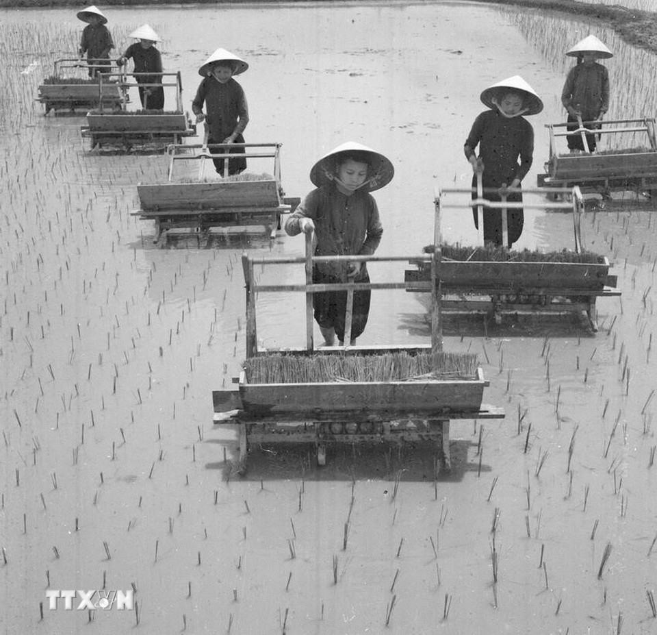 Thời kỳ 1955-1975, Đảng lãnh đạo đất nước giành được những thắng lợi to lớn, xây dựng chủ nghĩa xã hội ở miền Bắc và đấu tranh thống nhất nước nhà ở miền Nam. Trong ảnh: Đội công nhân lao động Hợp tác xã Thúy Đại, huyện Yên Định (Thanh Hóa) cấy lúa mùa (1962). (Ảnh: Tôn Uẩn/TTXVN)