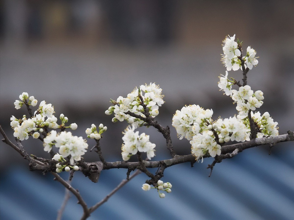 Hoa mận e ấp trong nắng sớm. (Ảnh: Báo ảnh Việt Nam)