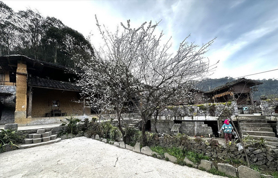 Hoa mận ở bản Lao Xa. (Ảnh: Báo ảnh Việt Nam)