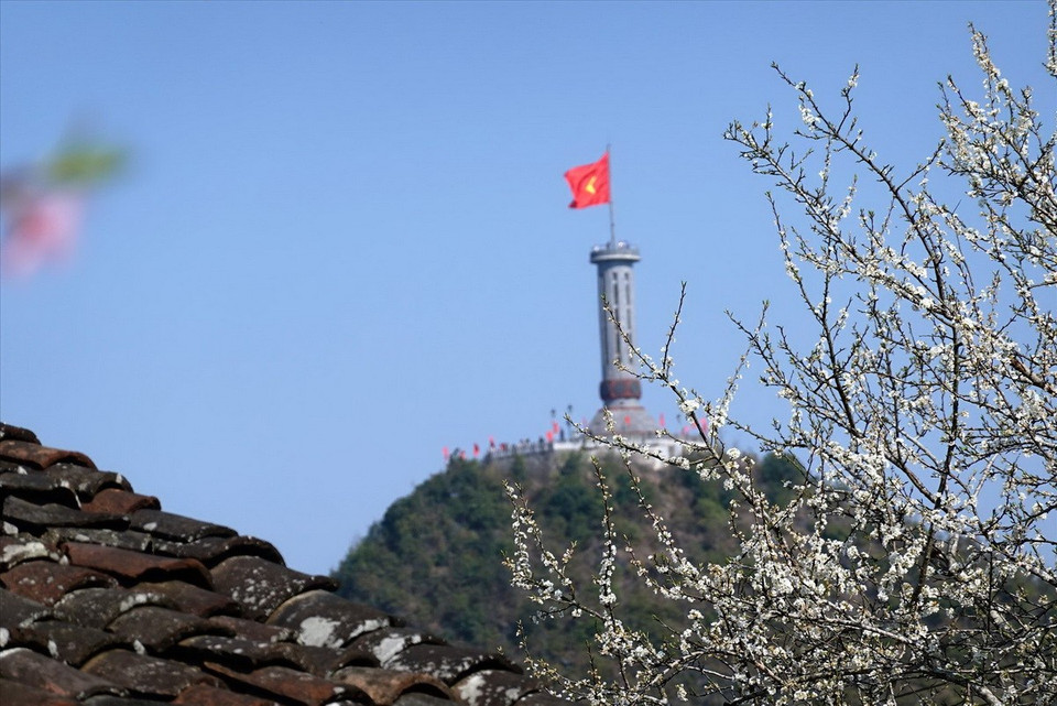 Hoa mận bung sắc trắng dưới chân cột cờ Lũng Cú. (Ảnh: Báo ảnh Việt Nam)