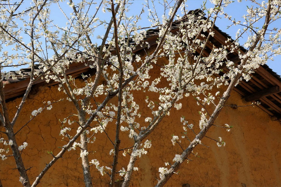 Hoa mận nổi bật trên nền nhà trình tường ở bản Lô Lô Chải. (Ảnh: Báo ảnh Việt Nam)