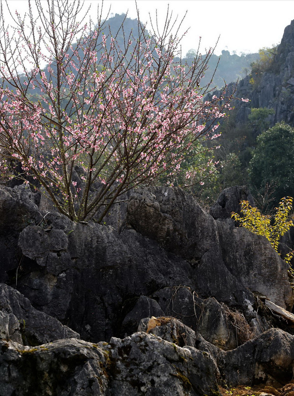 Hoa đào nở trên đá . (Ảnh: Báo ảnh Việt Nam)