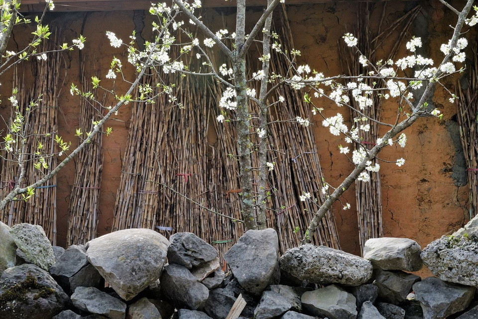 Hoa mận nở bung bên bờ rào đá. (Ảnh: Báo ảnh Việt Nam)