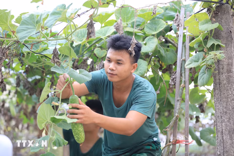 Chiến sỹ Đồn Biên phòng Lý Sơn chăm sóc giàn bầu, góp phần cải thiện khẩu phần bữa ăn cho đơn vị. (Ảnh: Kha Phạm/TTXVN)