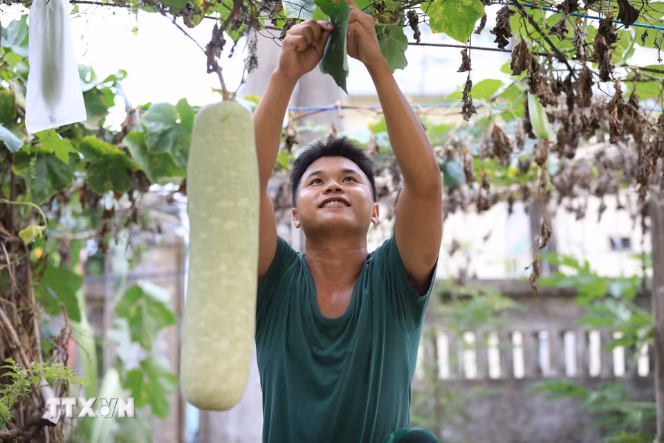 Chiến sỹ Đồn Biên phòng Lý Sơn chăm sóc giàn bầu, góp phần cải thiện khẩu phần bữa ăn cho đơn vị. (Ảnh: Kha Phạm/TTXVN)