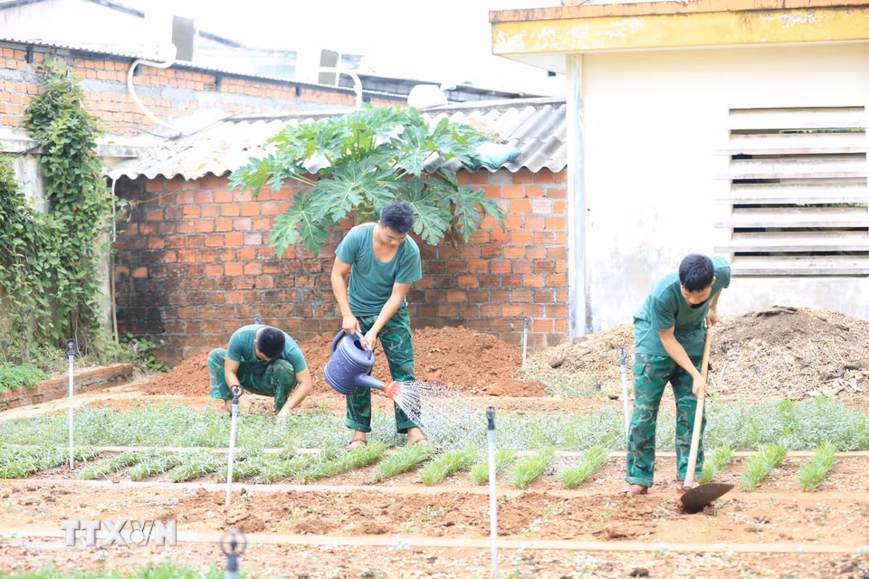 Các chiến sỹ Đồn Biên phòng Lý Sơn chăm sóc vườn rau xanh của đơn vị sau mỗi giờ luyện tập. (Ảnh: Kha Phạm/TTXVN)