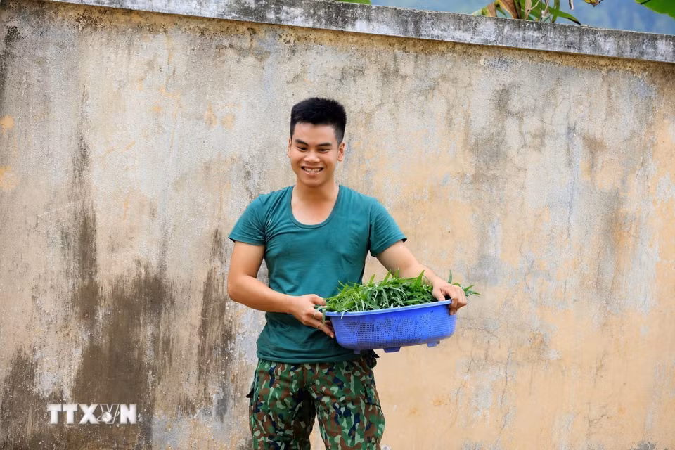 Chiến sỹ Đồn Biên phòng Lý Sơn thu hoạch rau xanh để cải thiện khẩu phần bữa ăn cho đơn vị. (Ảnh: Kha Phạm/TTXVN)