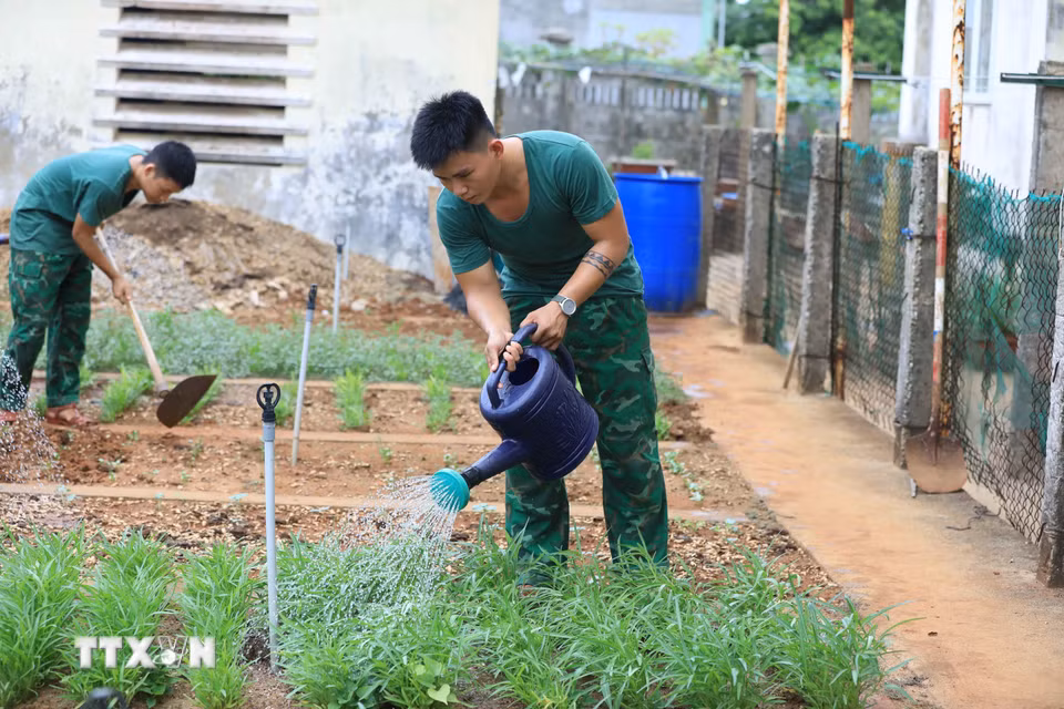 Sau những giờ làm nhiệm vụ và tập luyện, chiến sỹ Đồn Biên phòng Lý Sơn đều tập trung chăm sóc vườn rau xanh của đơn vị. (Ảnh: Kha Phạm/TTXVN)