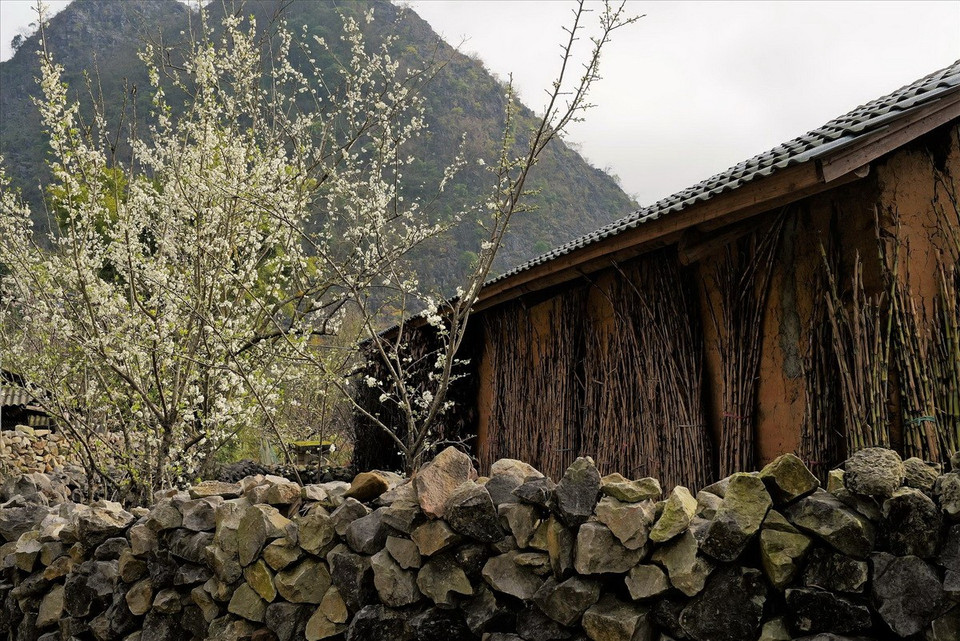 Hoa mận nở bung bên bờ rào đá. (Ảnh: Báo ảnh Việt Nam)