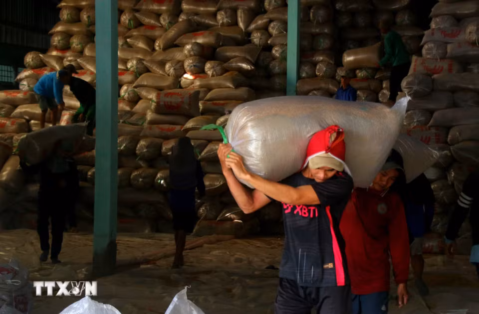 Nếu không bán lúa tươi, nông dân có điều kiện sản xuất lớn sẽ trữ lúa trong các kho chứa chờ có giá mới xuất bán. (Ảnh: Duy Khương/TTXVN)