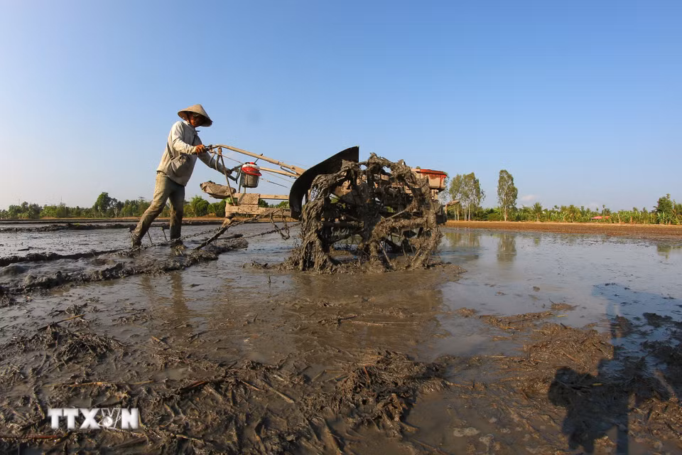 Trước khi gieo sạ, đất ruộng được xới, trục cho nhuyễn và bằng phẳng. (Ảnh: Duy Khương/TTXVN)