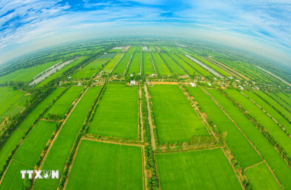 Cánh đồng lúa bát ngát ở thành phố Cần Thơ. (Ảnh: Duy Khương/TTXVN)\