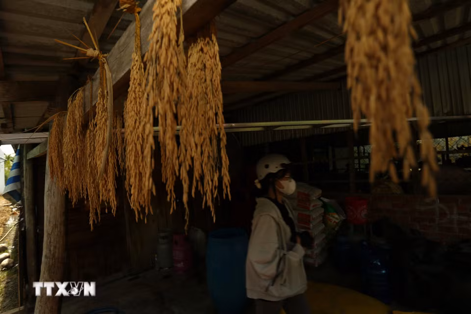 Những bông lúa giống mẫu được cất giữ kỹ càng trong nhà người nông dân Cần Thơ. (Ảnh: Duy Khương/TTXVN)