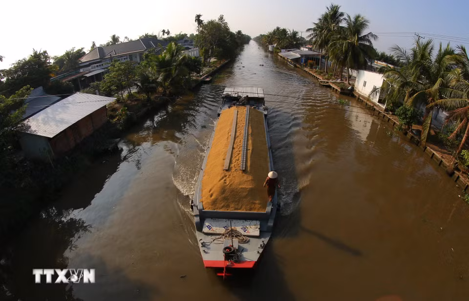 Đa phần lúa thu hoạch sẽ được bán tươi tại ruộng và thương lái sẽ vận chuyển bằng ghe thuyền. (Ảnh: Duy Khương/TTXVN)
