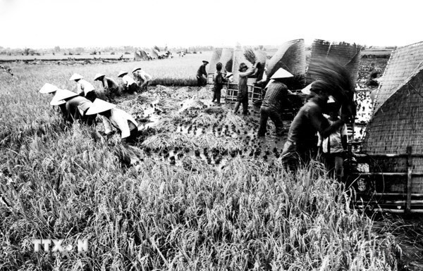 Dưới sự lãnh đạo của Đảng, thành phố Hồ Chí Minh có bước trưởng thành về nhận thức, mạnh dạn thể nghiệm những mô hình đổi mới cơ chế quản lý kinh tế, tháo gỡ khó khăn, giải phóng cho sản xuất phát triển đúng hướng, nhằm thoát khỏi cơ chế tập trung quan liêu bao cấp. Trong ảnh: Tập đoàn 3 xã Thới Tam Thôn, huyện Hóc Môn thu hoạch lúa cao sản. (Ảnh: TTXVN phát)