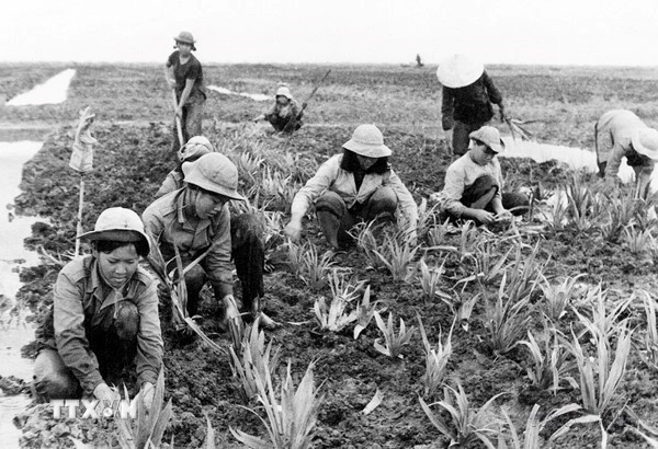 Thanh niên xung phong Thành phố Hồ Chí Minh tham gia trồng dứa tại Nông trường Phạm Văn Hai, huyện Bình Chánh sau chiến tranh. (Ảnh: TTXVN phát)