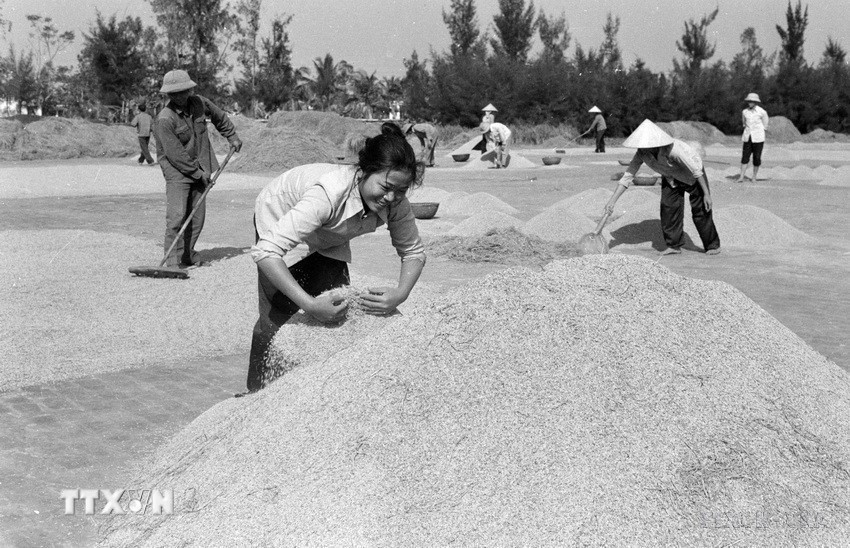 Vụ mùa năm 1983, do thực hiện khoán sản phẩm, tích cực thâm canh, Hợp tác xã Hải Thanh, huyện Hải Hậu (Hà Nam Ninh) đạt năng suất lúa mùa 2 tấn/ha, đưa năng suất 2 vụ lúa lên 11 tấn, vượt sản lượng khoán 1320 tấn thóc. (Ảnh: Bùi Tường/TTXVN)