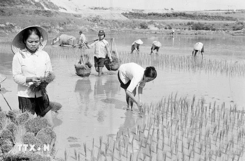 Xã viên Hợp tác xã Cao Phong, huyện Lập Thạch, tỉnh Vĩnh Phú cấy lúa vụ chiêm xuân 1984-1985. (Ảnh: Văn Lạn/TTXVN)