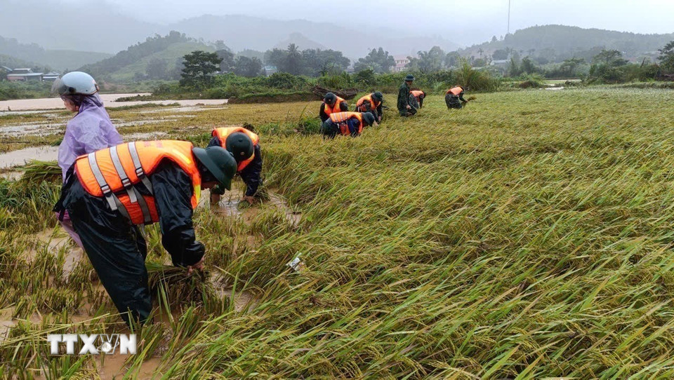 Bộ đội biên phòng thành phố Huế thu hoạch lúa chạy bão giúp người dân A Lưới. (Ảnh: Mai Trang/TTXVN)