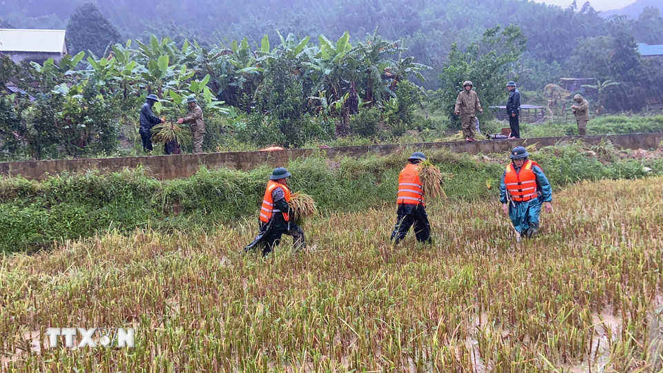 Bộ đội biên phòng thành phố Huế thu hoạch lúa chạy bão giúp người dân A Lưới. (Ảnh: Mai Trang/TTXVN)