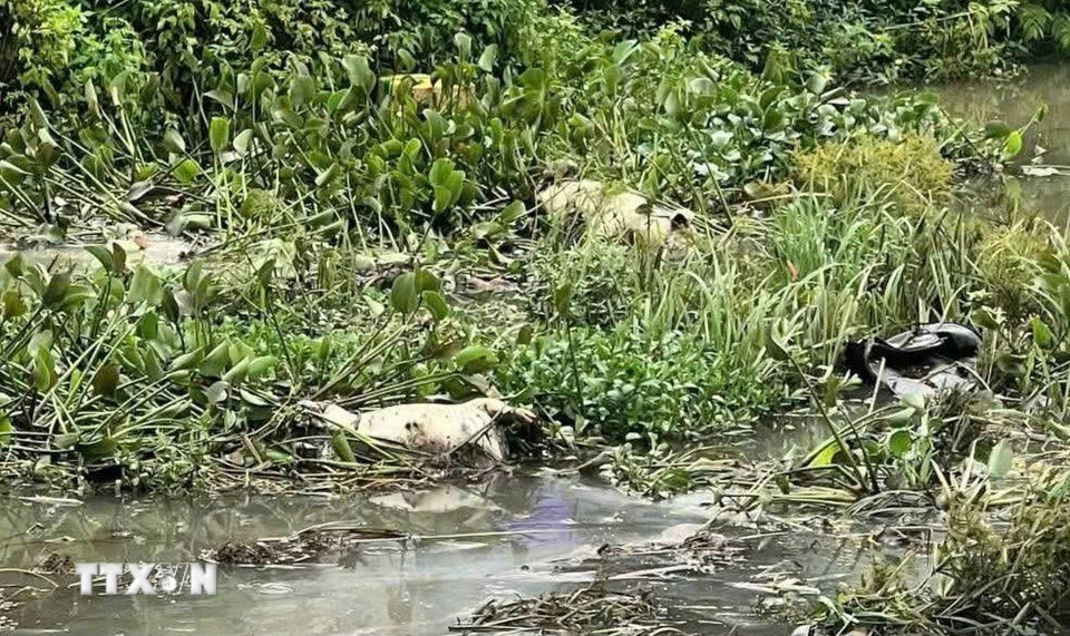 Xác lợn bị vứt tại khu vực suối Hội Phú, phường Hội Phú, tỉnh Gia Lai. (Ảnh: Hồng Điệp/TTXVN)