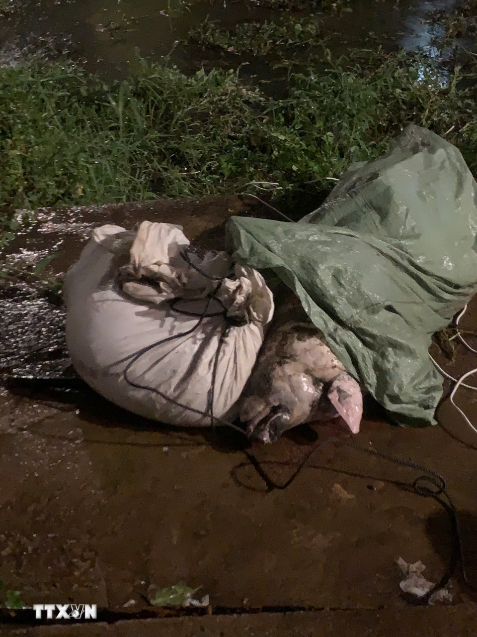 Thu gom xác lợn, tiêu độc khử trùng tại khu vực suối Hội Phú, phường Hội Phú, tỉnh Gia Lai. (Ảnh: Hồng Điệp/TTXVN)