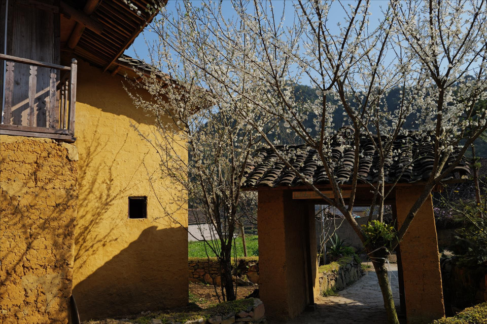 Hoa mận ở bản Lô Lô Chải. (Ảnh: Báo ảnh Việt Nam)