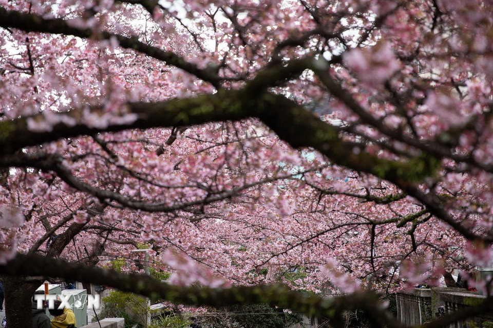Hoa anh đào nở rộ hai bên bờ sông Itokawa, thành phố Atami, Shizuoka, Nhật Bản. (Ảnh: Xuân Giao/TTXVN)