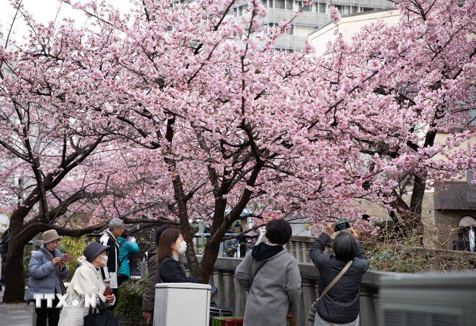 Ngoài bờ sông Itokawa, hoa anh đào Atami đã được trồng tại nhiều nơi khác trong thành phố. (Ảnh: Xuân Giao/TTXVN)