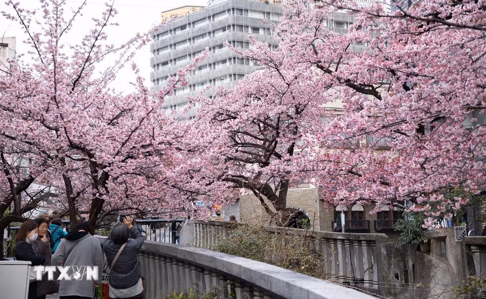 Hoa anh đào nở rộ hai bên bờ sông Itokawa, thành phố Atami, Shizuoka, Nhật Bản. (Ảnh: Xuân Giao/ TTXVN)