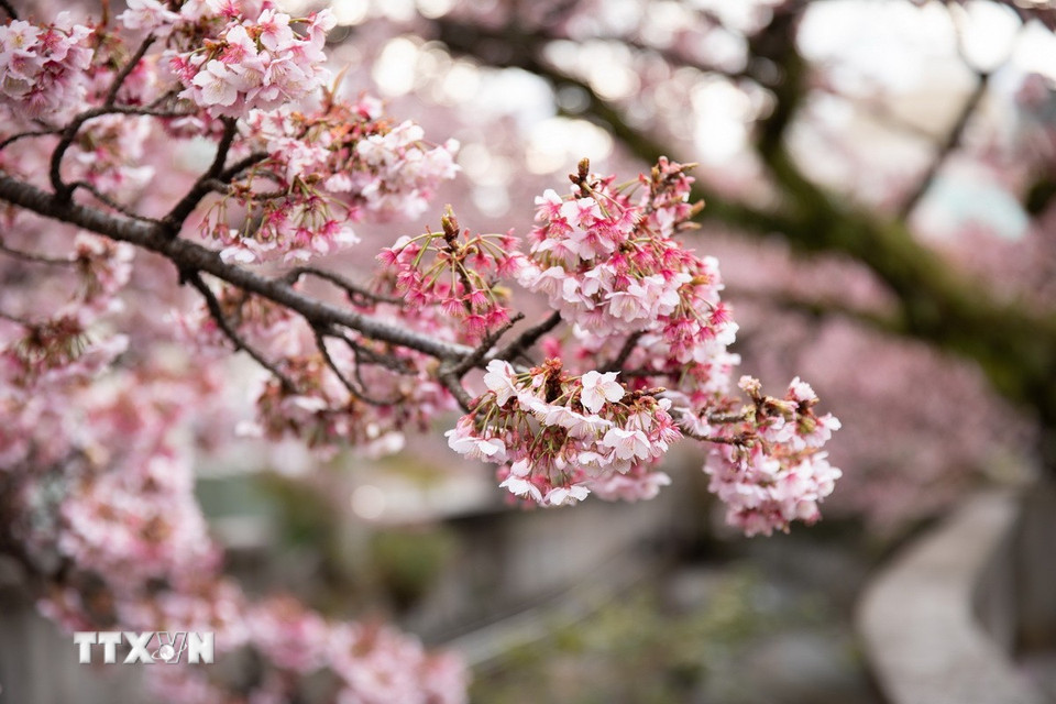 Hoa anh đào Atami là một trong những giống anh đào nở sớm nhất Nhật Bản. (Ảnh: Xuân Giao/TTXVN)