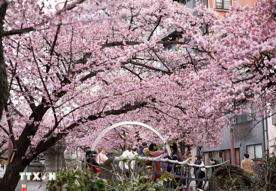 Lễ hội ngắm hoa anh đào (Hanami) là một trong những văn hoá truyền thống của người dân Nhật Bản. (Ảnh: Xuân Giao/TTXVN)
