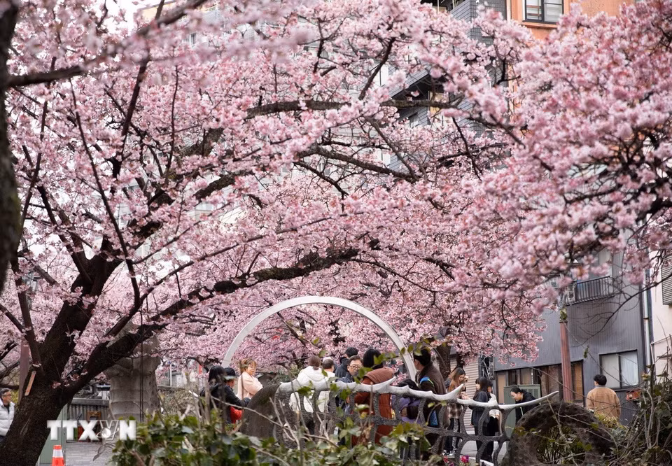 Lễ hội ngắm hoa anh đào (Hanami) là một trong những văn hoá truyền thống của người dân Nhật Bản. (Ảnh: Xuân Giao/TTXVN)