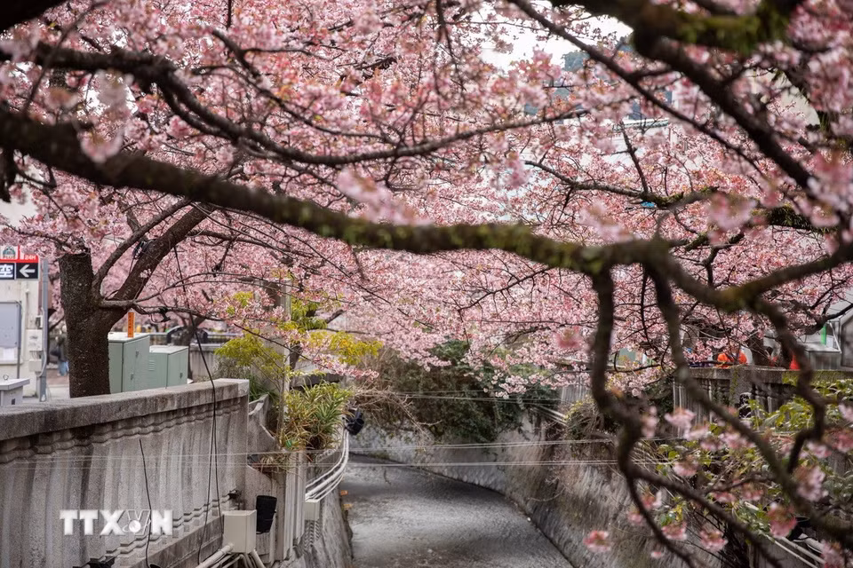 Hoa anh đào nở rộ hai bên bờ sông Itokawa, thành phố Atami, Shizuoka, Nhật Bản. (Ảnh: Xuân Giao/TTXVN)
