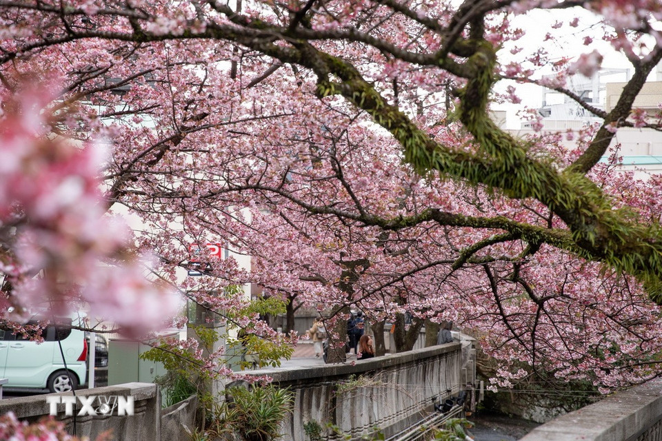 Hoa anh đào nở rộ hai bên bờ sông Itokawa, thành phố Atami, Shizuoka, Nhật Bản. (Ảnh: Xuân Giao/TTXVN)