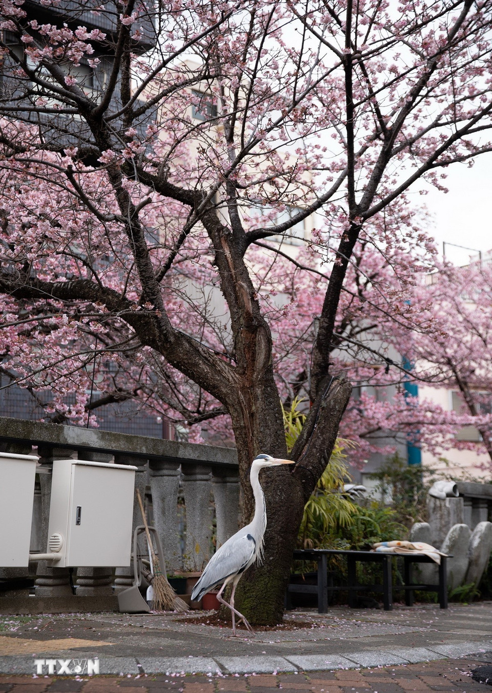 Một chú diệc trắng thu hút sự chú ý của du khách ngắm hoa. (Ảnh: Xuân Giao/TTXVN)