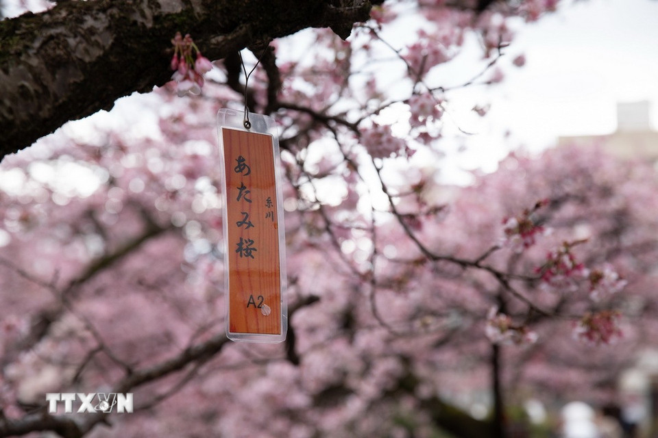 Mỗi cây đều được đánh số để theo dõi và thông báo mức độ nở hoa. (Ảnh: Xuân Giao/TTXVN)