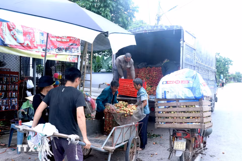 Thương lái tập kết xe tải lớn tại xã Tiên Tiến, tỉnh Hưng Yên để thu mua, bốc xếp vải lai chín sớm vận chuyển đi tiêu thụ. (Ảnh: Đinh Văn Nhiều/TTXVN)