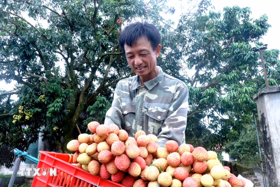 Niềm vui của ông Nguyễn Văn An, thôn Phù Oanh, xã Tiên Tiến, tỉnh Hưng Yên khi vải lai chín sớm được giá, tiêu thụ thuận lợi. (Ảnh: Đinh Văn Nhiều/TTXVN)