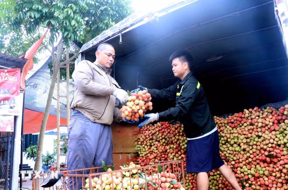 Thương lái bốc xếp vải lên thùng xe tải để kịp vận chuyển đi tiêu thụ tại các thị trường trong và ngoài tỉnh. (Ảnh: Đinh Văn Nhiều/TTXVN)