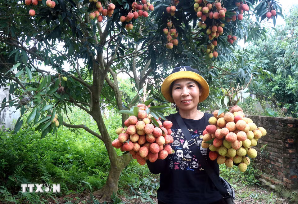 Bà Nguyễn Thị Hằng, thôn Phù Oanh, xã Tiên Tiến, tỉnh Hưng Yên phấn khởi bên những chùm vải lai chín sớm trĩu quả vừa thu hoạch tại vườn. (Ảnh: Đinh Văn Nhiều/TTXVN)